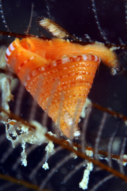 Calliostoma conulus